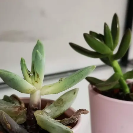 Nemesis Appartement Larnaca