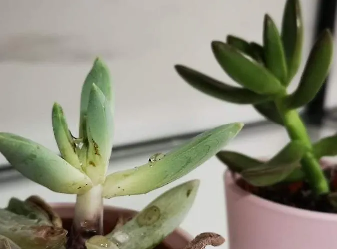 Nemesis Апартаменты Ларнака